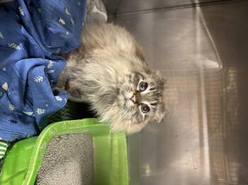 Siamese Cats Available for Adoption in Ludington, Michigan - Pearl  | PetCurious