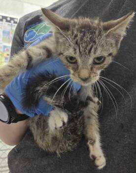 Leon -  Domestic Short Hair Cat for Adoption in Fruit Heights, Utah - Leon | PetCurious