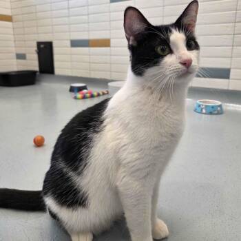 Domestic Short Hair Cats Available for Adoption - Chex | PetCurious