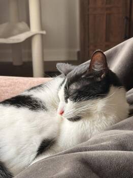 Creamsicle (26-196 C) -  Domestic Short Hair Cat for Adoption in Lansing, Michigan - Creamsicle (26-196 C) | PetCurious