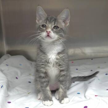 Elle -  Domestic Short Hair Cat for Adoption in Michigan City, Indiana - Elle | PetCurious
