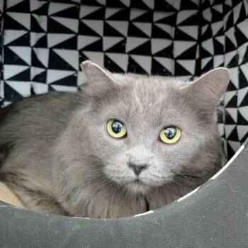 Lulu -  Domestic Long Hair Cat for Adoption in Portland, Oregon - Lulu | PetCurious