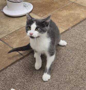 Franklin -  Domestic Short Hair Cat for Adoption in South Bend, Indiana - Franklin | PetCurious