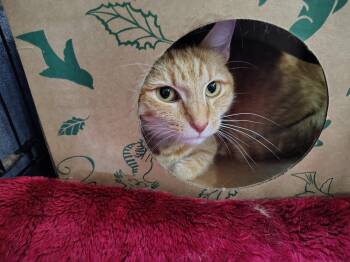Angel -  Tabby and Domestic Short Hair Cat for Adoption in Montour Falls, New York - Angel | PetCurious