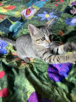 Snooki -  Domestic Short Hair Cat for Adoption in Pearland, Texas - Snooki | PetCurious