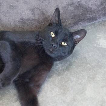 Loki -  Domestic Short Hair Cat for Adoption in Show Low, Arizona - Loki | PetCurious
