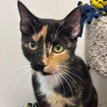 Marlowe -  Domestic Short Hair Cat for Adoption in Buffalo, New York - Marlowe | PetCurious