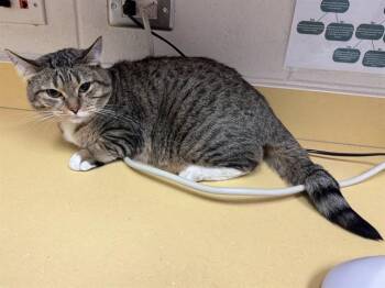 WAFFLES -  Domestic Short Hair Cat for Adoption in Colorado Springs, Colorado - WAFFLES | PetCurious