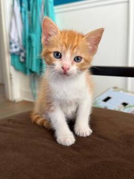 Rescue Domestic Medium Hair Cats for Adoption in Houston, Texas - Jam | PetCurious