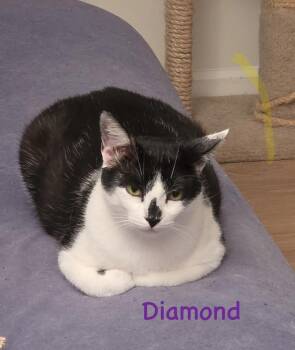 Mama Diamond (Porch Kitty Litter)) -  Domestic Short Hair Cat for Adoption in Telford, Pennsylvania - Mama Diamond (Porch Kitty Litter)) | PetCurious