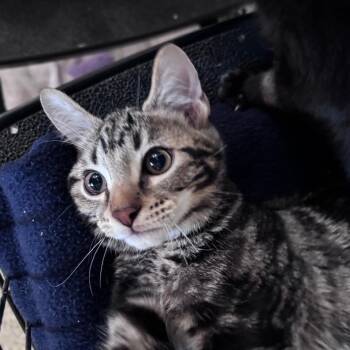 Chrome -  Domestic Short Hair Cat for Adoption in Kanab, Utah - Chrome | PetCurious