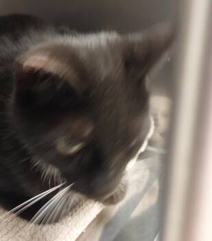 Kiki -  Domestic Short Hair Cat for Adoption in Mocksville, North Carolina - Kiki | PetCurious
