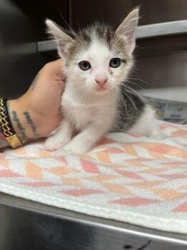 Moon -  Domestic Short Hair Cat for Adoption in Rowlett, Texas - Moon | PetCurious
