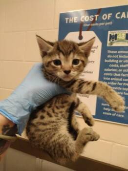 Iris -  Domestic Short Hair Cat for Adoption in Palm Coast, Florida - Iris | PetCurious