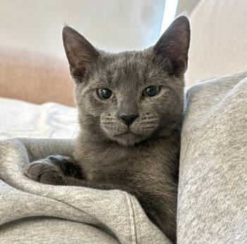 Dewdrop (bonded with Daydream) -  Domestic Short Hair Cat for Adoption in Vaughan, Ontario - Dewdrop (bonded With Daydream) | PetCurious