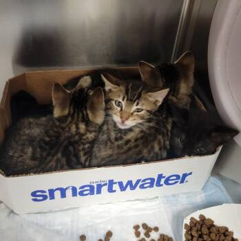 Khaotic Monster Energy -  Domestic Short Hair Cat for Adoption in Westminster, California - Khaotic Monster Energy | PetCurious
