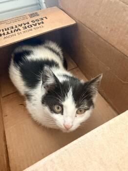 Domestic Short Hair Cats Available for Adoption - Taz | PetCurious