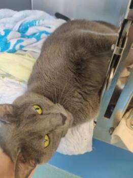 Loretta -  Domestic Short Hair Cat for Adoption in Richmond, Virginia - Loretta | PetCurious