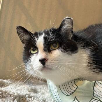 Domestic Medium Hair Cats Available for Adoption in Louisville, Kentucky - Chef | PetCurious