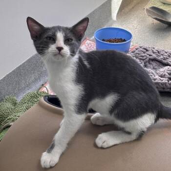 Shane -  Domestic Short Hair Cat for Adoption in Gainesville, Florida - Shane | PetCurious