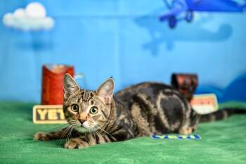 Rescue Domestic Short Hair Cats for Adoption in Roanoke, Texas - Yeti | PetCurious