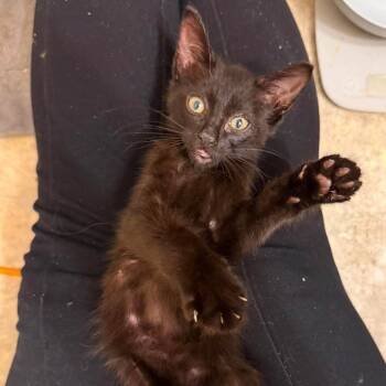 Momo-JW -  Domestic Short Hair Cat for Adoption in Tallahassee, Florida - Momo-JW | PetCurious