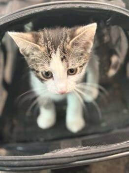 Cannoli -  Domestic Short Hair Cat for Adoption in Memphis, Tennessee - Cannoli | PetCurious