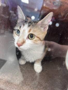 Domestic Short Hair Cats Available for Adoption in El Paso, Texas - Guera | PetCurious