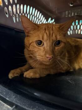 Duck -  Domestic Medium Hair Cat for Adoption in Rockport, Texas - Duck | PetCurious