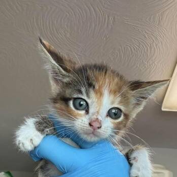 Gretel -  Domestic Short Hair Cat for Adoption in Bolivar, Missouri - Gretel | PetCurious
