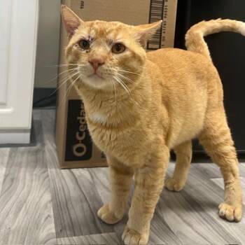 Domestic Short Hair Cats Available for Adoption in Lake Panasoffkee, Florida - Chester | PetCurious