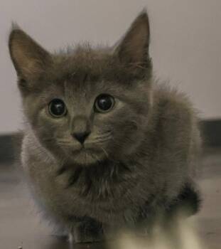 Domestic Short Hair Cats Available for Adoption - **Cat Cafe** Goose | PetCurious