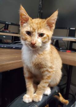 KP -  Domestic Short Hair Cat for Adoption in Kansas City, Missouri - KP | PetCurious