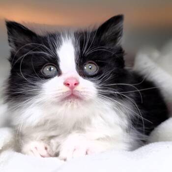 Iris -  Domestic Medium Hair Cat for Adoption in Michigan City, Indiana - Iris | PetCurious