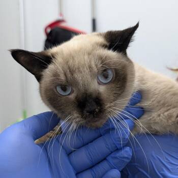 Siamese Cats Available for Adoption - MOMO | PetCurious