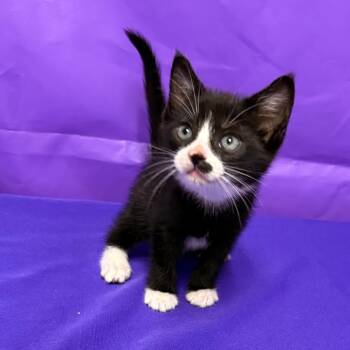 Dom -  Domestic Short Hair Cat for Adoption in North Myrtle Beach, South Carolina - Dom | PetCurious