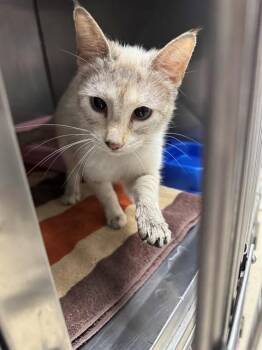 Siamese Cats Available for Adoption in Killeen, Texas - NOODLE | PetCurious