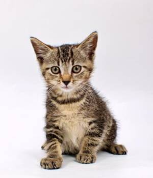 Butternut -  Domestic Short Hair Cat for Adoption in Morton Grove, Illinois - Butternut | PetCurious