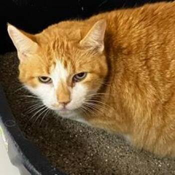 Luckster -  Tabby Cat for Adoption in Green Valley, Arizona - Luckster | PetCurious