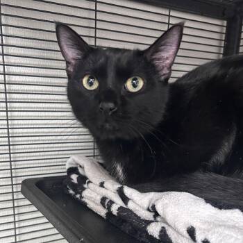 Domestic Short Hair Cats Available for Adoption - Toothless | PetCurious