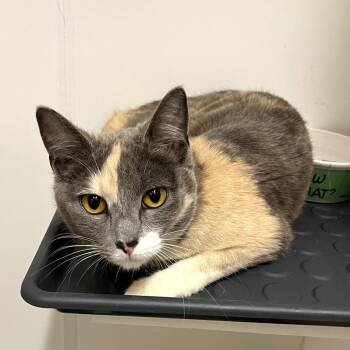 Domestic Short Hair Cats Available for Adoption in Chino Hills, California - Angelina Jolie- City Of Industry Location | PetCurious