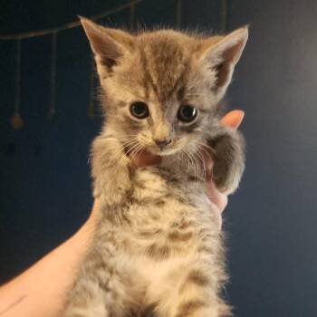 Pluck -  Domestic Short Hair Cat for Adoption in Gloucester, Virginia - Pluck | PetCurious