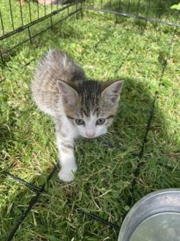 Loki -  Domestic Short Hair Cat for Adoption in Hobart, Indiana - Loki | PetCurious