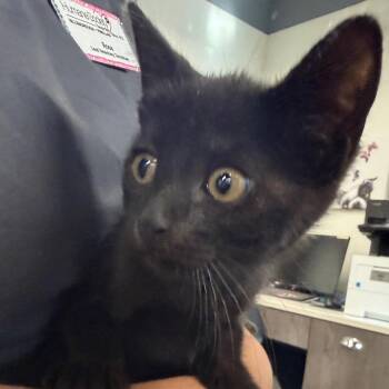 Eva -  Domestic Short Hair Cat for Adoption in Tampa, Florida - Eva | PetCurious