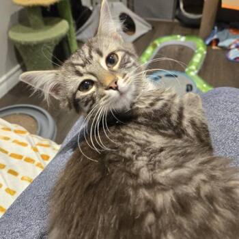 Shell -  Domestic Medium Hair Cat for Adoption in Puslinch, Ontario - Shell | PetCurious