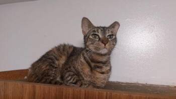 Domestic Short Hair Cats Available for Adoption in Gainesville, Florida - Lexy | PetCurious