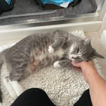 Tiger Lily -  Domestic Medium Hair Cat for Adoption in Bel Air, Maryland - Tiger Lily | PetCurious