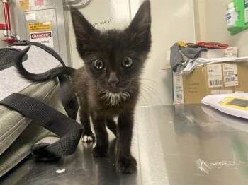 GIGI - IN FOSTER -  Domestic Medium Hair Cat for Adoption in Ontario, California - GIGI - IN FOSTER | PetCurious