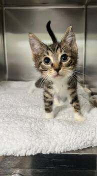 Domestic Short Hair Cats Available for Adoption - Jack | PetCurious