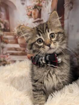 Tabby Cats Available for Adoption in Fremont, California - Pumba | PetCurious
